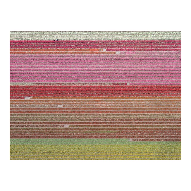 "AV_Tulip_Fields_035" Bigger Size a Contemporary Limited Edition Photograph by Bernhard Lang For Sale