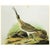John James Audubon 1966 Vintage Cottage Print, "Hudsonian Curlew and Bartramian Sandpiper" After John James Audubon For Sale - Image 4 of 7