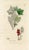 Original hand-colored botanical print from an early edition of “English Botany”, the monumental work by James Sowerby that...