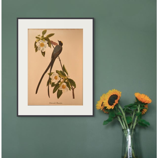Art Deco 1990s John James Audubon: Fork-Tailed Flycatcher Vintage Bird Reproduction Print For Sale - Image 3 of 3