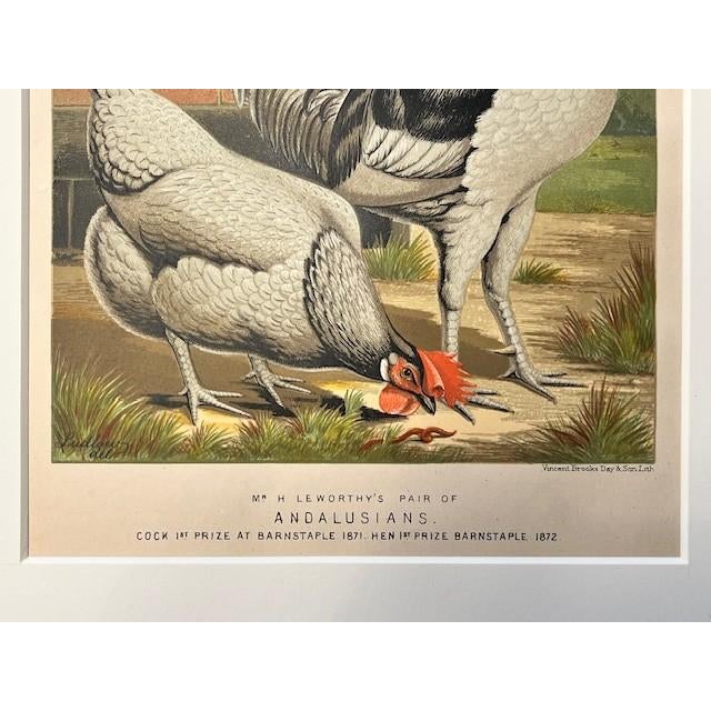 Paper Pair 1872 Vintage Lithos, - Hens + Cocks Reproduction For Sale - Image 7 of 8
