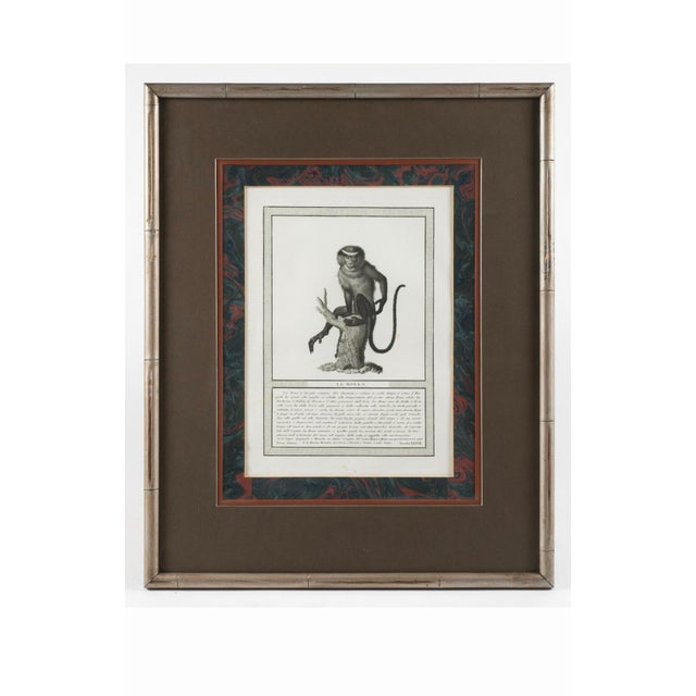Traditional 19th-C. French Monkey Engravings Nicolas Henri Jacob - Jacob’s Monkeys - Framed & Matted - Set of 6 For Sale - Image 3 of 10
