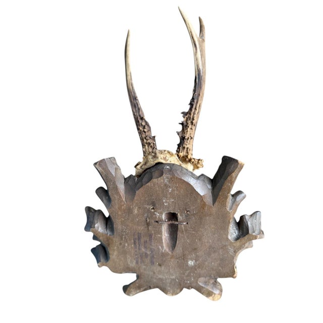 1900 - 1909 Roe Deer Trophy 58 Black Forest Antlers For Sale - Image 5 of 5