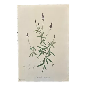 Antique French Botanical Print, 'Psolalea Meliloiedes' of Le Jardin De Malmaison - Pierre Joseph Redouté