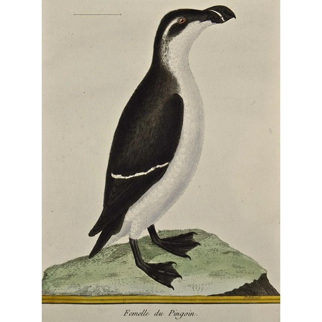 A hand-colored engraving of a female penguin entitled "Femelle du Pingoin" by Francois Nicolas Martinet, plate 1004 from...
