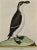 A hand-colored engraving of a female penguin entitled "Femelle du Pingoin" by Francois Nicolas Martinet, plate 1004 from...