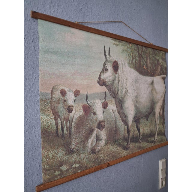 Original colorful of Chillingham Cattle by publisher Selmar Hess! Animate Creation, Our Living World! A Natural History By...