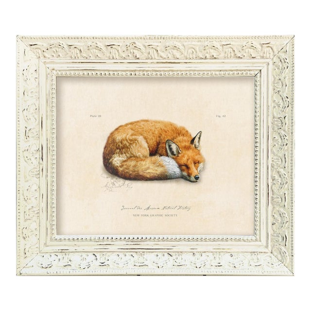 Reproduction Vintage Fox Art Print (1) in Vintage Whitewashed Frame For Sale