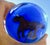 Red Pony Into the Blue Glass Paper Weight For Sale - Image 11 of 11