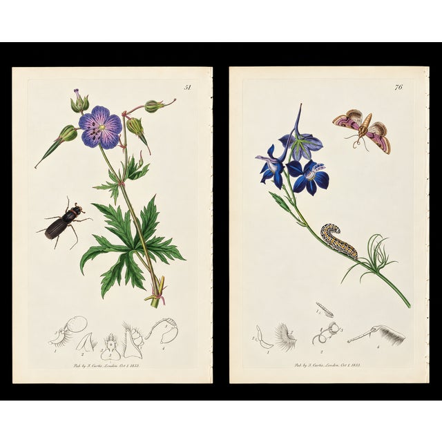 A rare couple of original hand-colored engravings from John Curtis’s celebrated British Entomology, dating to circa 1825....
