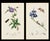 A rare couple of original hand-colored engravings from John Curtis’s celebrated British Entomology, dating to circa 1825....