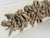Tan Antique French Architectural Carved Wood Fragment For Sale - Image 8 of 17
