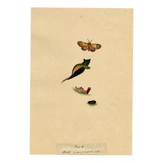 J. McA, Pebble Prominent Moth Life Cycle, 1810s, Watercolour For Sale