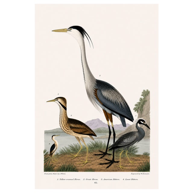 Great Heron & Roseate Spoonbill Diptych, Vintage Art Print Reproduction, 40" X 60" For Sale - Image 4 of 12
