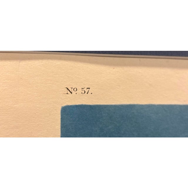 Original 1835 elephant folio engraving from John James Audubon’s Birds of America. White-Winged Silvery Gull (Larus...