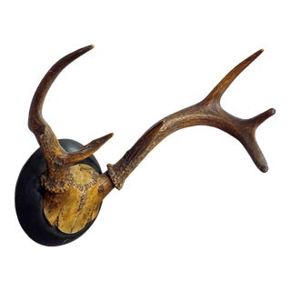 Abnorm White Tailed Deer Trophy Mount on Wooden Plaque ca. 1900s For Sale