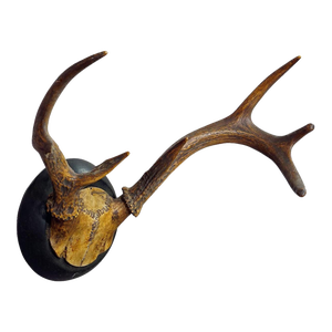 Abnorm White Tailed Deer Trophy Mount on Wooden Plaque ca. 1900s