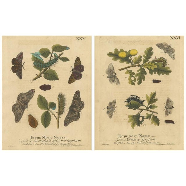 Albin, Moths with Oak Leaves, Hand-Colored Engravings, 1720, Set of 2 For Sale - Image 9 of 9