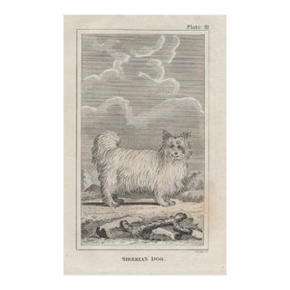 18th Century Siberian Dog Antique Engraving For Sale