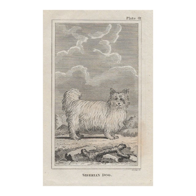 18th Century Siberian Dog Antique Engraving For Sale