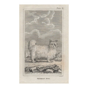 18th Century Siberian Dog Antique Engraving