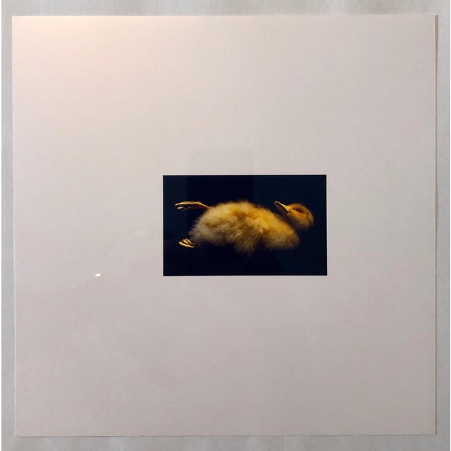 Brenda Zlamany, Birds, Cibachrome Photograph Print, Signed Conceptual Art For Sale - Image 4 of 4