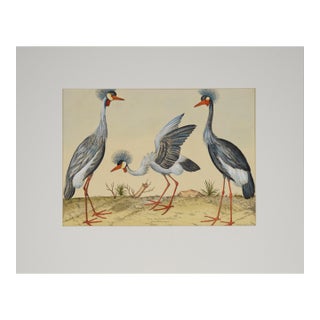 "Three Herons" - Hand Watercolor Engraving by Nicolas Robert For Sale