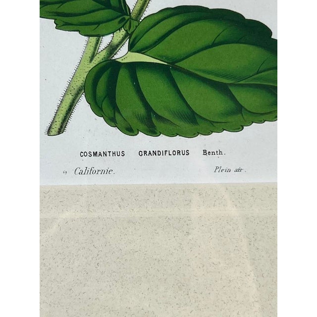 Vintage Trowbridge Custom Framed Botanical Print “Cosmanthus Grandiflorus” After Louis Van Houtte (1810–1876) For Sale In Boston - Image 6 of 10