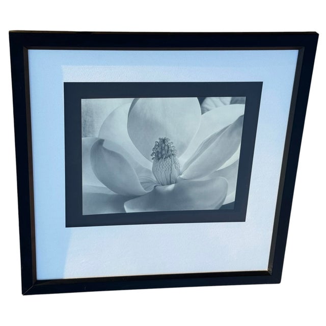 Imogen Cunningham's Iconic 1925 Black & White Photograph "Magnolia Blossom", Framed For Sale - Image 9 of 10