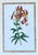 Vintage Ehret Botanical Prints - Set of 2 For Sale - Image 9 of 12
