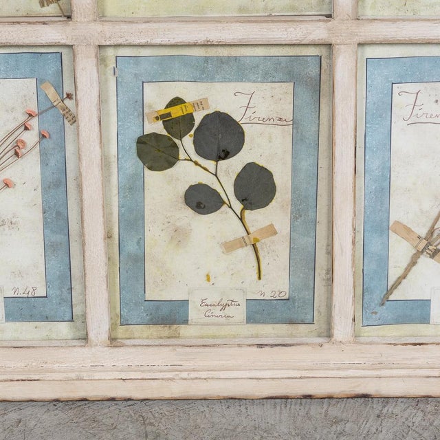 Large Italian Oak Frame Containing Pressed Flowers and Herbs, 1980s For Sale - Image 6 of 16