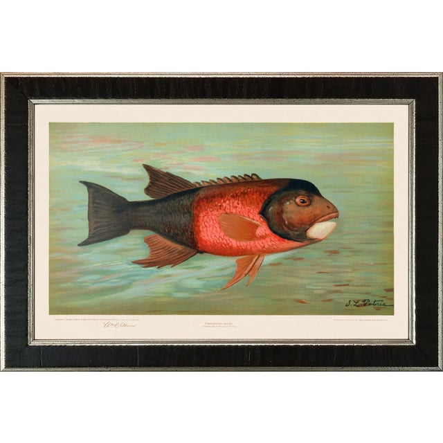 American Fish 30 the California Redfish by Harris CFA Edition Giclee Print For Sale In Atlanta - Image 6 of 6