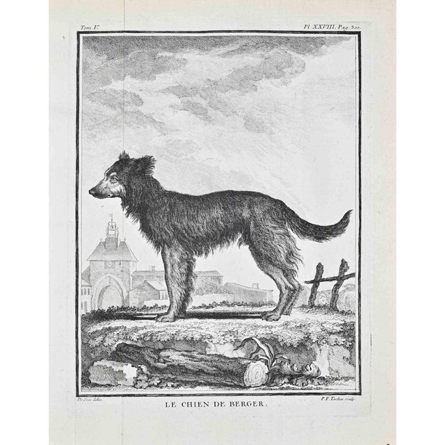 Jacques de Seve, Le Chien de Berger, Etching, 1771 For Sale