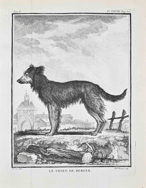 Jacques de Seve, Le Chien de Berger, Etching, 1771