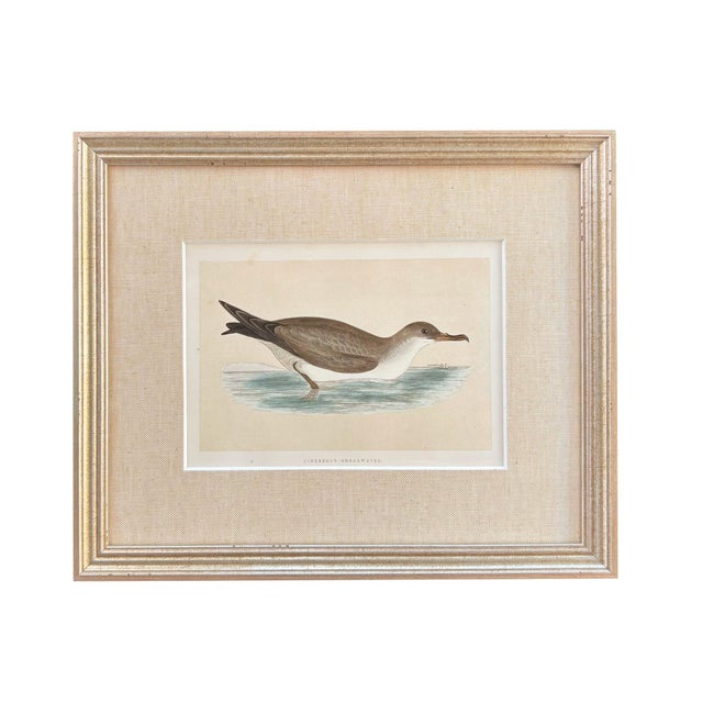 19th Century English Bird Engravings by Alexander Francis Lydon, Set 12 For Sale - Image 9 of 18
