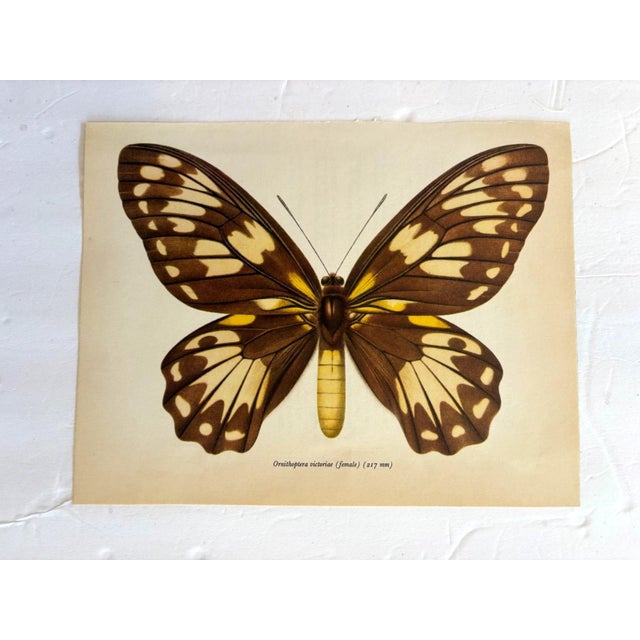 Up for sale is this gorgeous lithograph by F. Prochazka, published in Great Britain in 1965. It is in excellent, gently-...