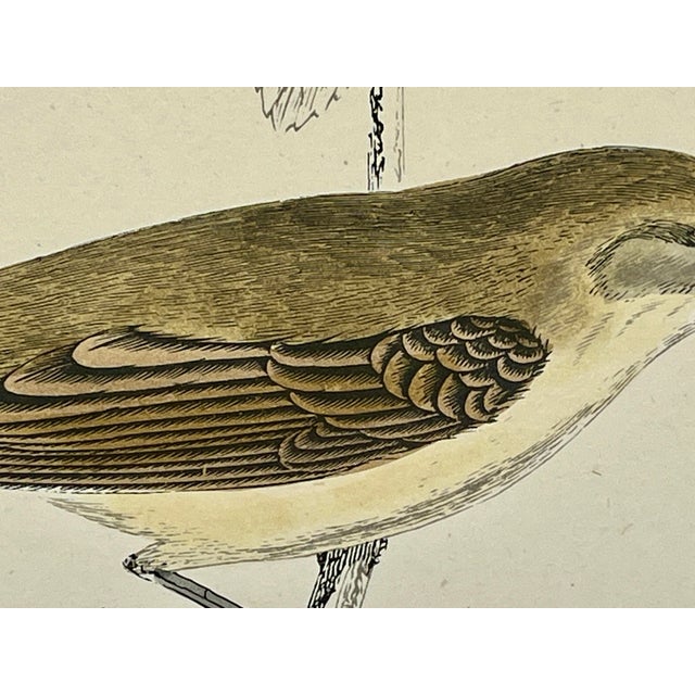 Late 19th Century Antique Hand Colored Bird Print From England Featuring a Chief Chaff - Circa 1888 For Sale - Image 5 of 12