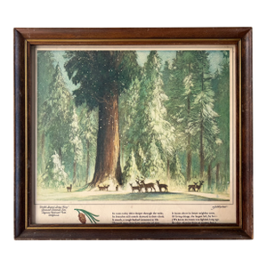 Vintage 1960 Framed Print of World's Largest Living Thing , Tree