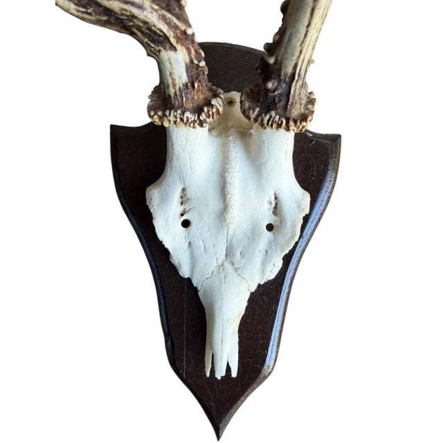 Roe Deer Trophy 138 Black Forest Antlers Abnormal For Sale - Image 4 of 5