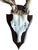 Roe Deer Trophy 138 Black Forest Antlers Abnormal For Sale - Image 4 of 5