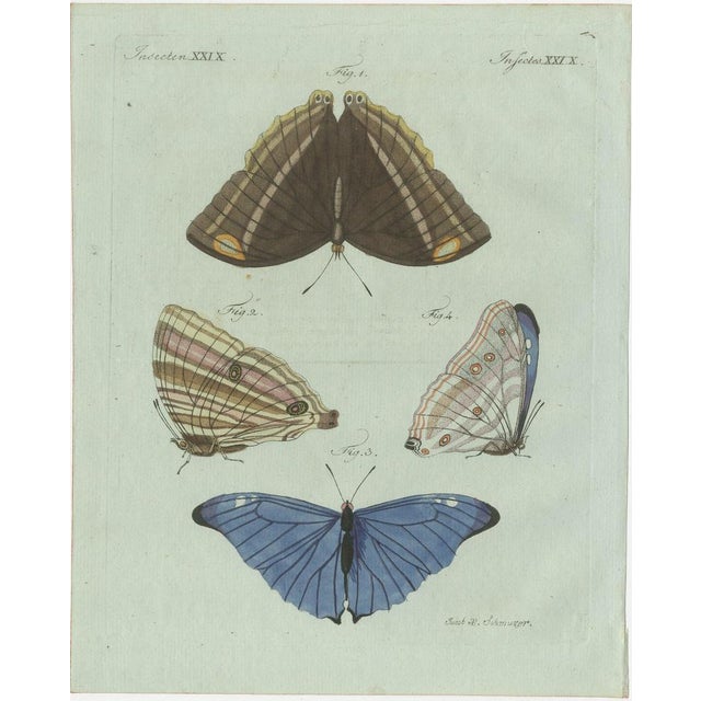 Bertuch, Set of Three Antique Butterfly and Moth Prints, Engraving For Sale - Image 3 of 9