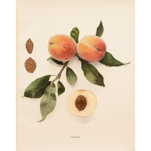 1900s U. P. Hedrick, Original Antique Photogravure of Thurber Peaches