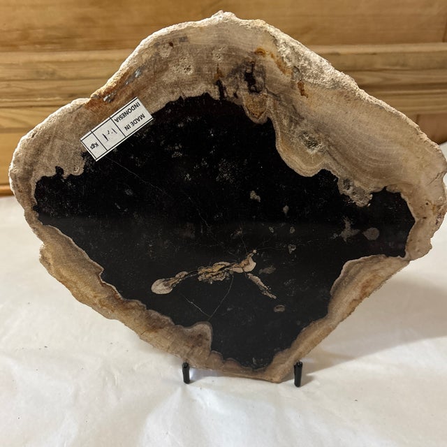 15th Century & Earlier Live Edge Petrified Wood D For Sale - Image 5 of 11