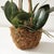 Early 21st Century Phalaenopsis Orchid Drop-In 30" For Sale - Image 5 of 6