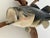 Wood Late 20th Century Largemouth Bass Wall Mount on Driftwood, Rustic Lodge Decor For Sale - Image 7 of 12