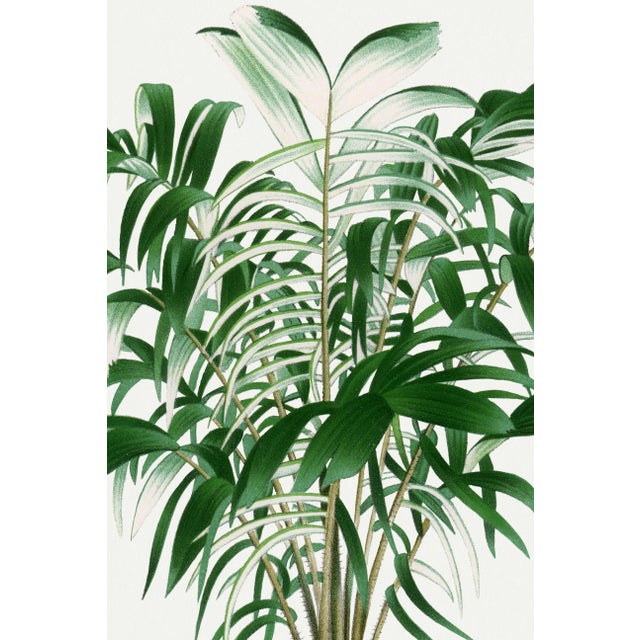 Vintage botanical artwork reproduced and refined for modern printing. Featuring elegant tropical palm fronds, soft natural...