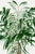 Vintage botanical artwork reproduced and refined for modern printing. Featuring elegant tropical palm fronds, soft natural...