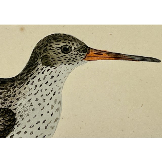 Antique Bird Print From England Showcasing a Red Shank - Circa 1880 For Sale - Image 4 of 11