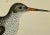 Antique Bird Print From England Showcasing a Red Shank - Circa 1880 For Sale - Image 4 of 11