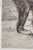 Paper Francisco Goya - Miren Que Grabes! (From Los Caprichos), 1799 / 1868 Etching For Sale - Image 7 of 10